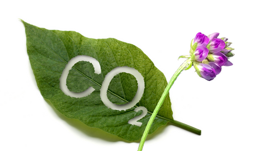 Why Supercritical COâ‚‚ Extraction Makes Our Bakuchiol Retinol Face Oil So Special